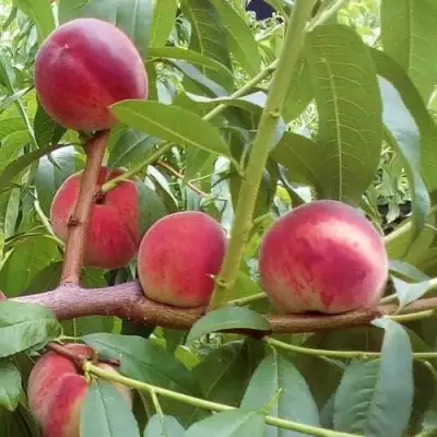 Персик КИЕВСКИЙ РАННИЙ в Орше