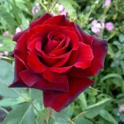 Роза ТАБУ чайно-гибридная в Орше