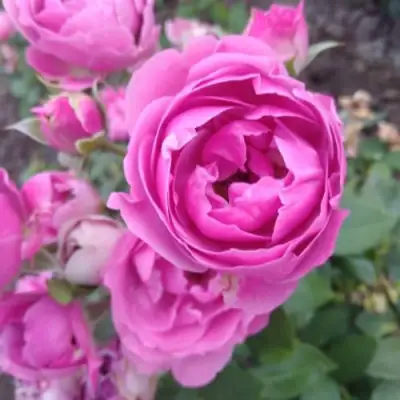 Роза МИСТИ БАБЛС спрей в Орше