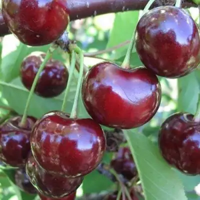 Вишня ЖАДАНА в Орше