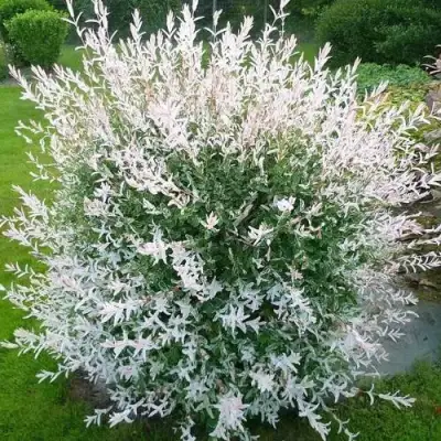 Ива ХАКУРО НИШИКИ в Орше