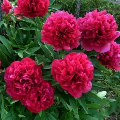 Пион БЕЛГРАВИЯ травянистый в Орше