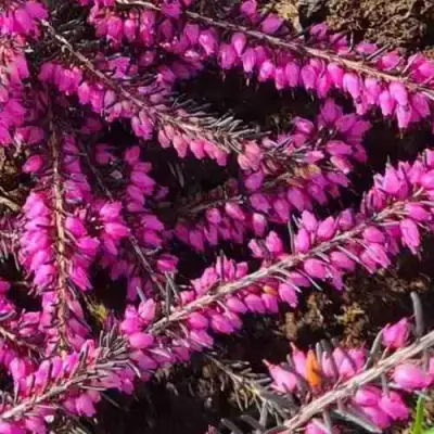 ЭРИКА "АЛЬПИЙСКИЙ ВЕРЕСК" (зимующая) сорт АТРОРУБРА в Орше