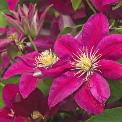 Клематис ЭРНЕСТ МАРКХАМ в Орше