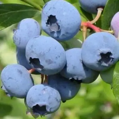 Голубика ДАРРОУ в Орше