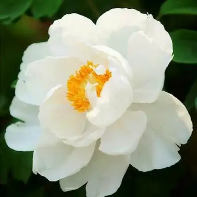 Пион ЛЕТНИЙ ДВОРЕЦ древовидный в Орше