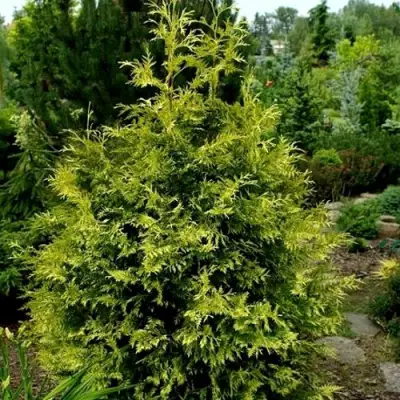 Туя ЗЕБРИНА ЭКСТРА ГОЛД складчатая в Орше