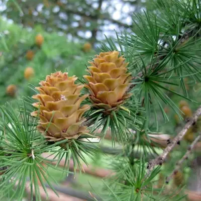 Лиственница КЕМПФЕРА в Орше