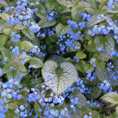 Бруннера ДЖЭК ФРОСТ в Орше