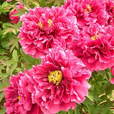 Пион ВОСХОД СОЛНЦА древовидный в Орше