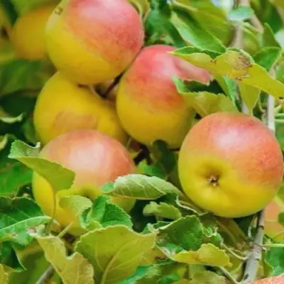 Яблоня ПАМЯТЬ БЛЫНСКОГО колонновидная в Орше