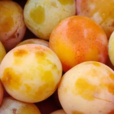 Слива ЯХОНТОВАЯ в Орше