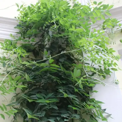 Глициния макростахия БЛЮ МУН в Орше