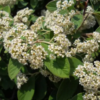 Кизильник пузырчатый в Орше