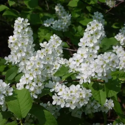 Черемуха ПАМЯТИ САЛАМАТОВА в Орше