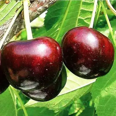 Черешня САММИТ в Орше