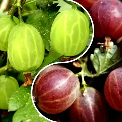 Комплект СКАЗКА в Орше