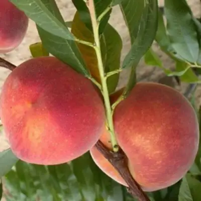 Персик ЮБИЛЕЙ СТОЛИЦЫ колонновидный в Орше