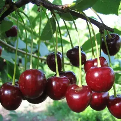 Вишня БЫСТРИНКА в Орше