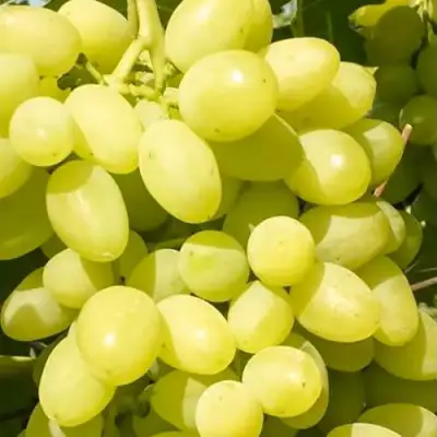 Виноград ДОЛГОЖДАННЫЙ в Орше