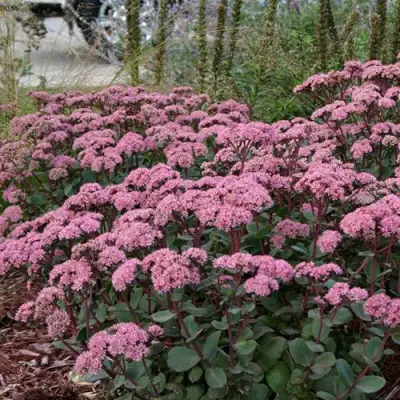 Очиток (седум) МАТРОНА в Орше