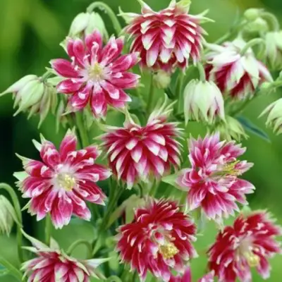 Аквилегия БАРЛОУ НОРА гибрид МакКаны в Орше