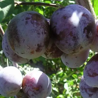 Слива РЕНКЛОД ХАРИТОНОВОЙ в Орше