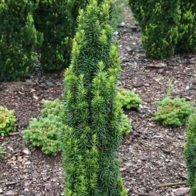 Тис ВОЙТЕК средний  в Орше