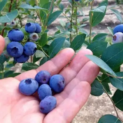 Голубика НОРТ КАНТРИ в Орше