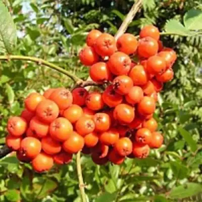 Рябина КОНЦЕНТРА сладкоплодная в Орше