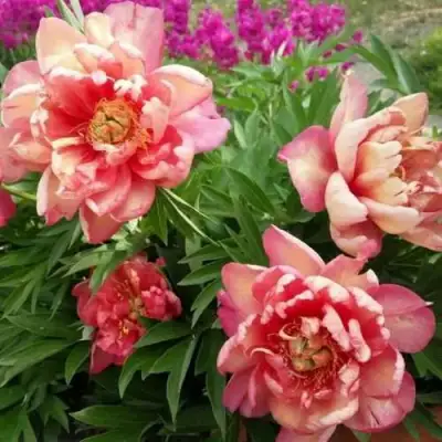 Пион ДЖУЛИЯ РОУЗ ито-гибрид в Орше