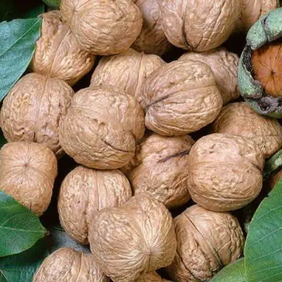 Грецкий орех ПРЕЗИДЕНТ в Орше