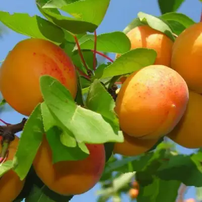 Абрикос КИЕВСКИЙ РАННИЙ в Орше