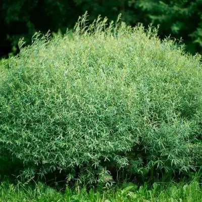 Ива НАНА пурпурная в Орше