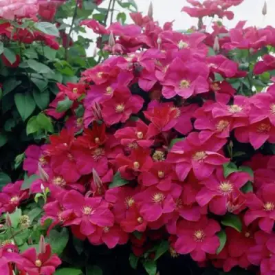 Клематис РУЖ КАРДИНАЛ в Орше