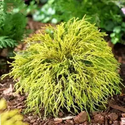 Кипарисовик ВАВЕЛ горохоплодный в Орше