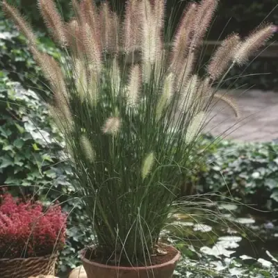 Пеннисетум ХАМЕЛН в Орше