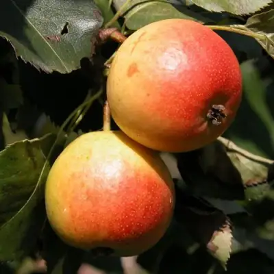 Груша АЛЁНУШКА в Орше