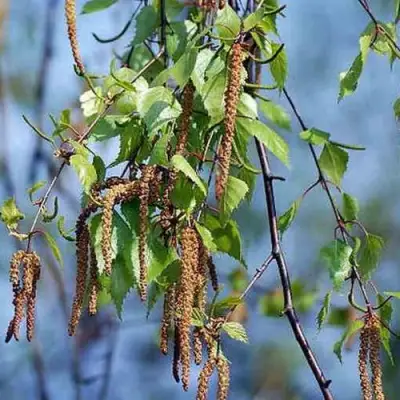 Береза ПОВИСЛАЯ в Орше