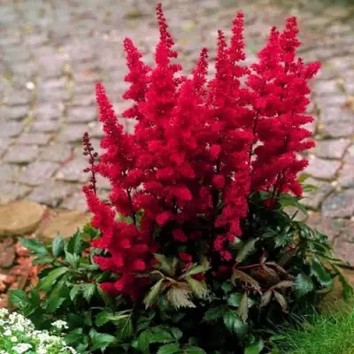 Астильба ГЛАТ Арендса в Орше