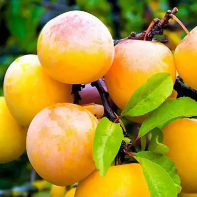 Слива МИНСКАЯ в Орше