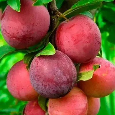 Слива КЛЕОПАТРА в Орше