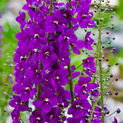 Коровяк ВИОЛЕТТА (вербаскум) в Орше