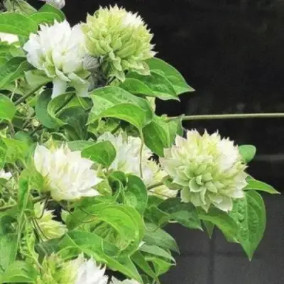 Клематис КОХАНА в Орше