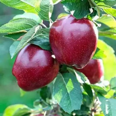 Яблоня РЕД ДЕЛИШЕС в Орше