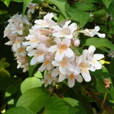 Кольквиция прелестная в Орше