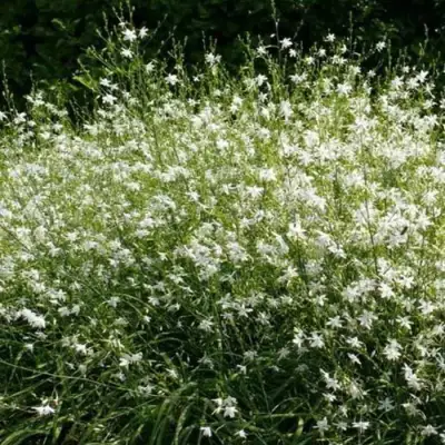 Венечник ветвистый в Орше