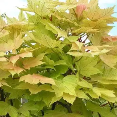 Клен ложноплатановый в Орше