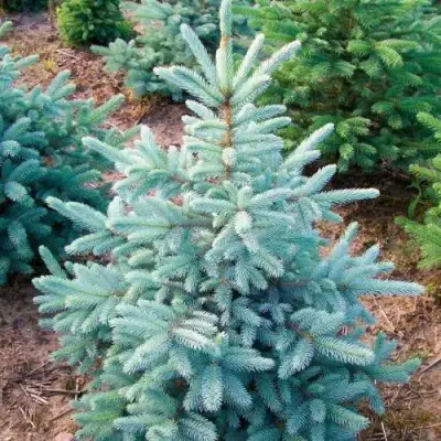 Ель КЕЙБАБ колючая в Орше