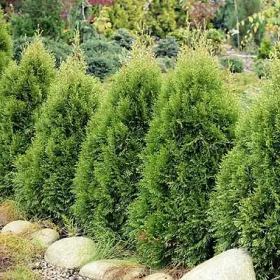 Туя СМАРАГД ВИТБОНТ западная в Орше